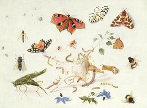 Studier av insekter och blommor (olja)